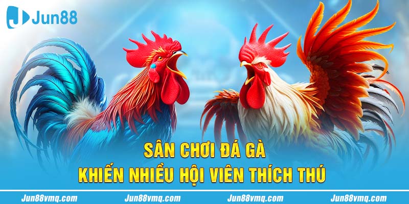 Sân chơi đá gà khiến nhiều hội viên thích thú